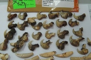 Nanh vuốt sư tử là thuốc 'chữa bách bệnh'?