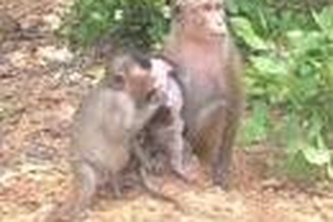 Đại gia chuốc bệnh dại vì ăn óc khỉ