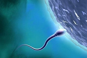 80% ca vô sinh là do 'tinh binh' yếu kém