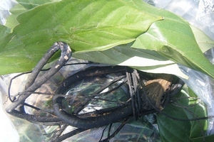 Mất mạng vì biến độc dược thành "thần dược"!