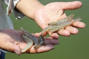 Các tỉnh ĐBSCL thất thu 6.000 tỷ đồng do tôm chết