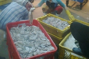 Bạch tuộc 'vươn vòi' khắp Sài Gòn