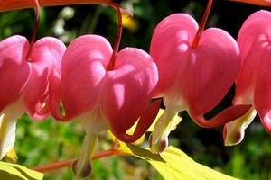 “Chuyện ấy” ở thực vật như thế nào?