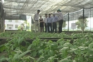 Ứng dụng khoa học công nghệ trong sản xuất hoa cúc