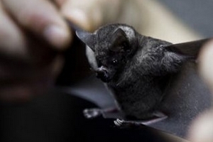 Dòng vi rút SARS mới có liên quan tới dơi