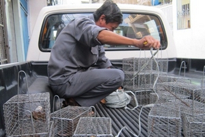 Phát hiện chuột cống mang virus gây suy gan, thận tại TP.HCM