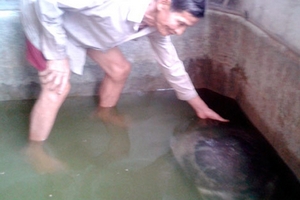 Bắt được cua đinh nặng 31,5kg