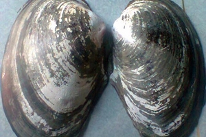 Thanh Hóa: Bắt được ở ao nhà con trai có... 16 viên ngọc