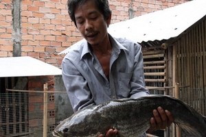 Bắt được cá lóc nặng 6kg