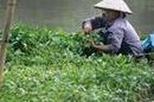 Rau muống, cải, ngót mất an toàn nhất