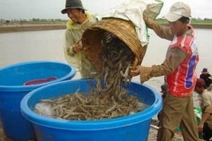 Miền núi phía Bắc phát triển nuôi thủy sản nước ngọt