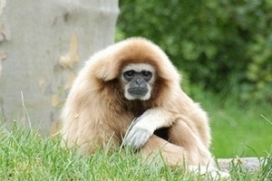 Loài vượn cũng trải qua u sầu vào giữa vòng đời