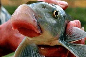 Đại gia Việt chi tiền triệu ăn môi cá 'vận may'