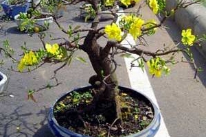 Hoa kiểng Tết... chết đứng