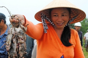 Chuột cắn, không thể chủ quan