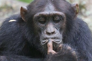 Tinh tinh cũng bị “khủng hoảng tuổi trung niên”