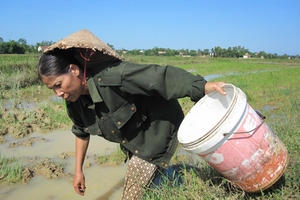 Bất lực ngăn chặn bắt cua đồng bằng... thuốc sâu