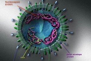 Virus SARS có biến thể mới