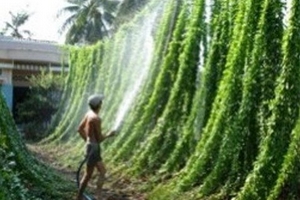 Hái lá sương sâm... ra tiền triệu