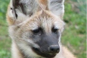 Sinh sản vô tính động vật hoang dã