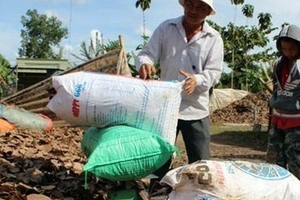 Đổ xô gom lá điều khô bán cho thương lái