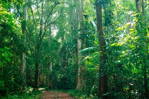 Ông Nguyễn Vũ Trung bị loại khỏi Hội đồng thẩm định Đồng Nai 6, 6A