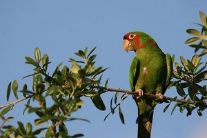 Tại sao loài vẹt hay bắt chước âm thanh?