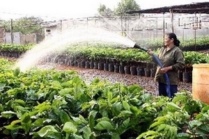 Hỗ trợ đơn vị trồng từ 1.000ha càphê sạch trở lên