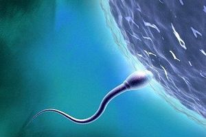 Phát hiện gen gây vô sinh