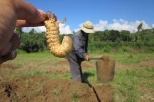 Kỳ thú nghề săn sùng đất