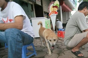 Chó, mèo cũng phải... 'chính chủ'