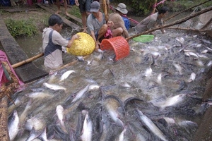 Kéo nhau xuống hố