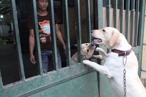 Chó, mèo vào diện bị quản lý