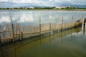 Nuôi thủy sản trái phép trên đầm Thị Nại