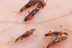 Kiến ba khoang độc nhưng không đáng sợ