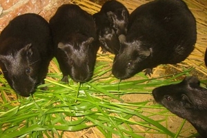 Kiểm soát chặt việc nuôi chồn nhung đen