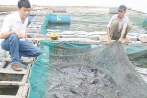 Mưu sinh từ đồng vốn nhỏ - Kỳ 5: Nuôi cá xứ lạnh