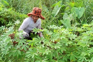 Lá khoai mì xuất khẩu