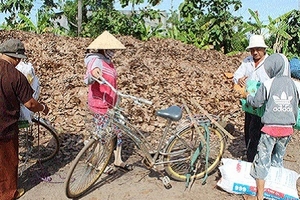 Đổ xô gom lá điều khô bán dù "không biết để làm gì"