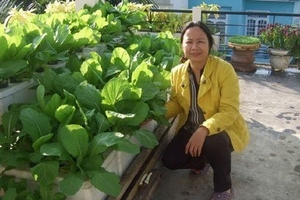 Mốt trồng rau tại gia của dân Sài thành