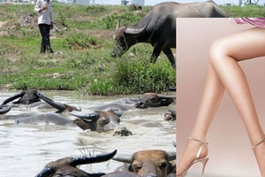 Những 'đại gia' Việt hám gái phải đi chăn trâu, lơ xe