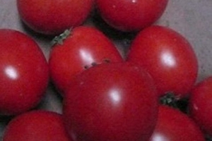 Cà chua chín đỏ đẹp nhờ hóa chất lạ