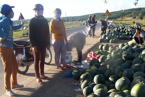 Nông dân đổ dưa hấu ra quốc lộ bán giá bèo