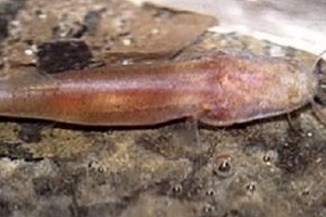 Phát hiện loài cá mới không có mắt tại Việt Nam