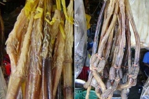 Rễ cây khô biến thành "thần dược" Bắc Mỹ