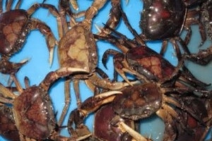 Hà Nội: Không phát hiện thuốc trừ sâu trong cua đồng