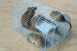 Nhập viện vì quá sốt sắng diệt chuột phòng virus giết người