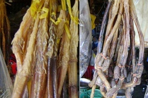 Rễ cây khô biến thành "thần dược" Bắc Mỹ