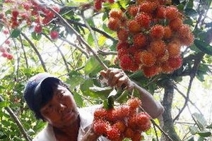 Bến Tre xuất 20 tấn chôm chôm sang thị trường Mỹ