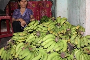 Khốn đốn chỉ vì tin đồn "ăn chuối bị bệnh ung thư"